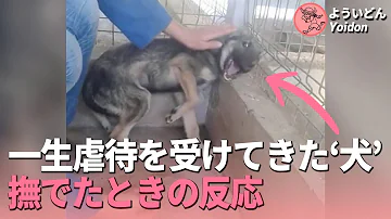 犬虐待動画 Mp3