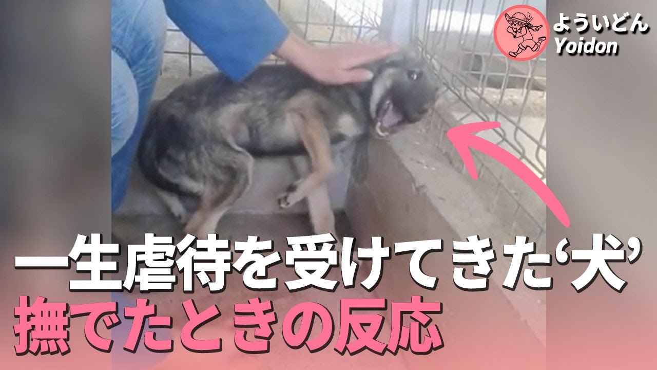 一生虐待を受け続けてきた犬を撫でたら 信じられない反応 感動実話 よういどんyoidon 動物がかわいいyoutube動画はここだ 一生虐待を受け続けてきた犬を撫でたら 信じられない反応 感動実話 よういどんyoidon 動物がかわいいyoutube動画はここだ