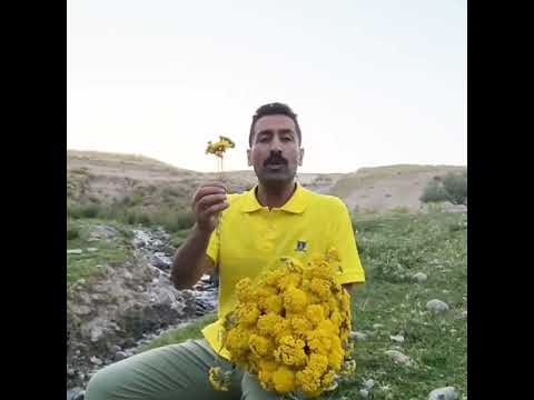 بومادران چرا روی این گیاه اسم مادر را گذاشته اند حکیم زمانی