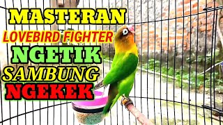 Download Masteran Dan Pancingan Lovebird Fighter Ngetik Sambung Ngekek Video MP3 Masteran Dan Pancingan Lovebird Fighter Ngetik Sambung Ngekek