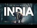 10 Most Incredible Animals in India 🇮🇳 (Wilderness Revealed)