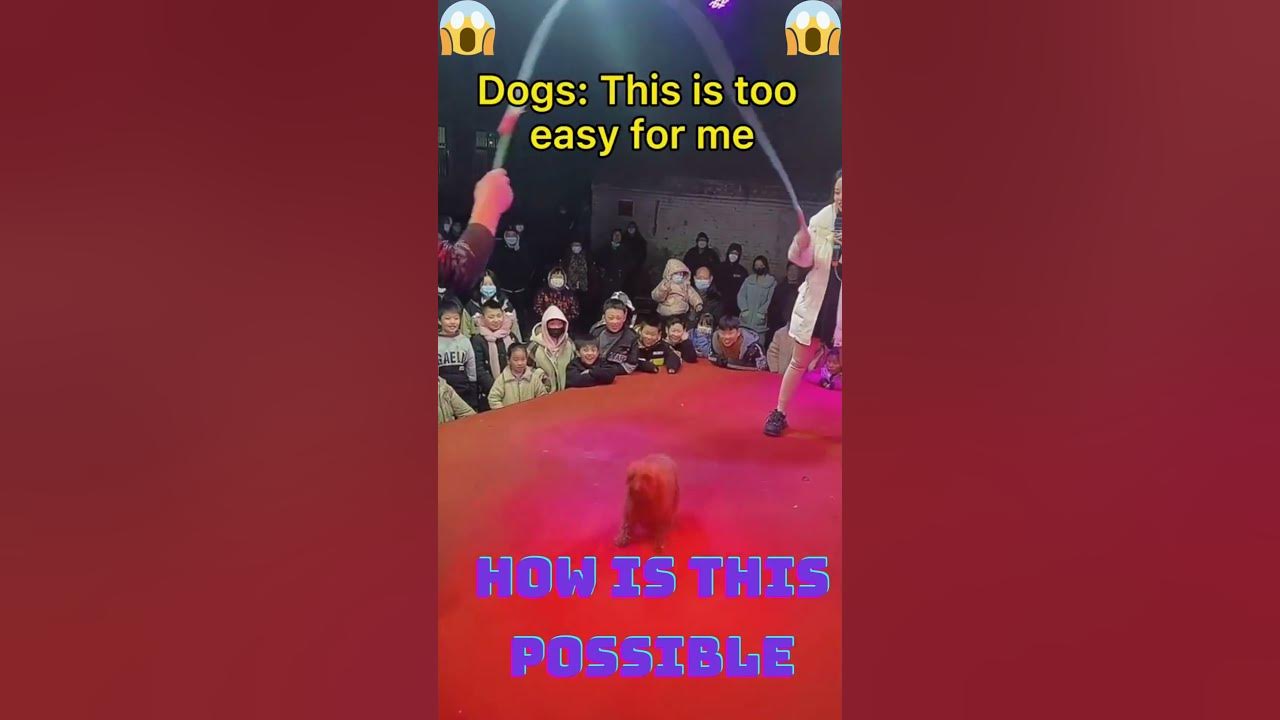 Unbelievable Dog Skips Like a Human! How is This Possible? YouTube