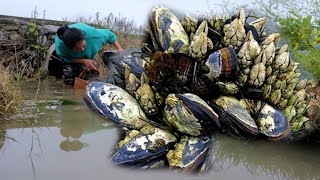 Giant in the Muddy Miracle: Girl's Treasure Hunt Net, Giant Clams, Producing Exquisite Pearls
