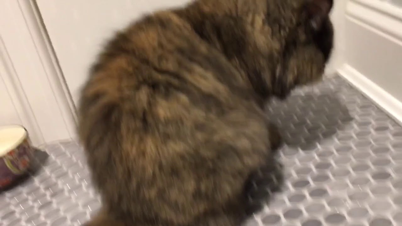 Clementine grooming YouTube