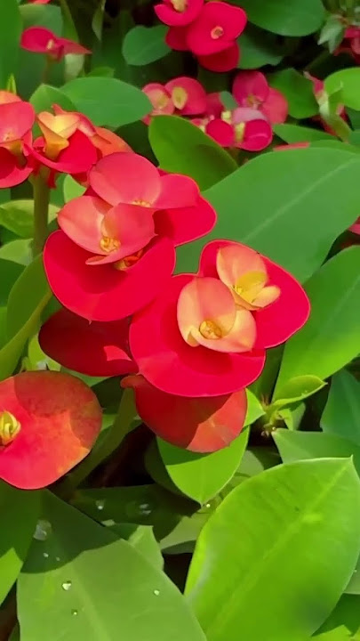 aisi laagi lagan #bollywood #song #hindi song #love #nature