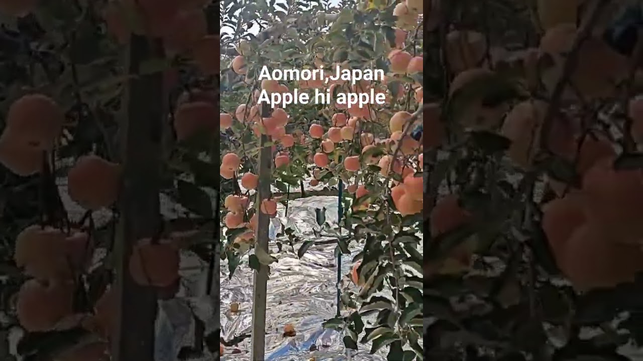 Apple farm in aomori