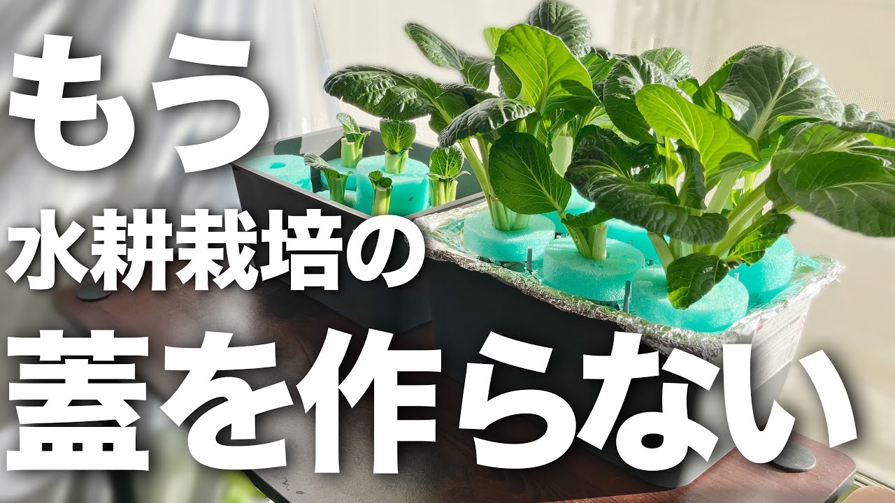 蓋作り卒業します！ふと思いついた「新発想の容器」が画期的すぎた　＃水耕栽培＃ダイソー＃百均＃100均＃室内栽培＃家庭菜園#小松菜リボベジ#リボベジ 