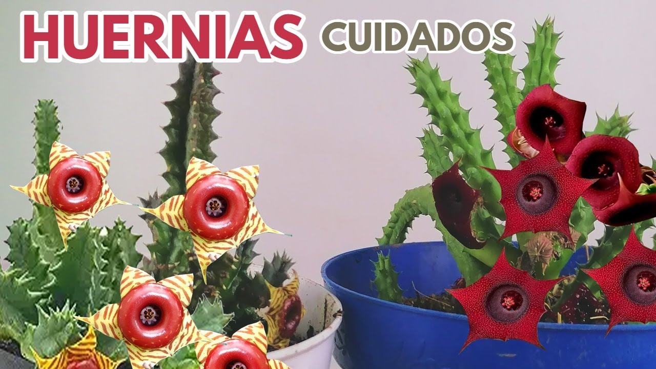 huernias cuidados de estas bellas suculentas donsuculento