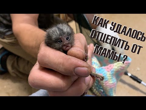Отобрали детенышей у обезьян! Кто будет кормить? Отобрали детенышей у обезьян! Кто будет кормить?