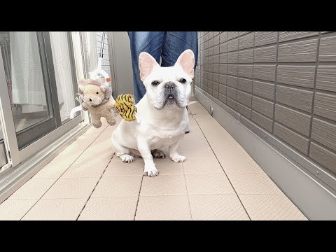 大事な嫁が奪われて この不満げな顔www【フレンチブルドッグ frenchbulldog】