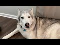 Stubborn husky is jealous over new baby