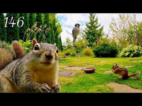 Cat TV: Chipmunks, Birds and Squirrels in a Beautiful Garden. 4K. Episode 146