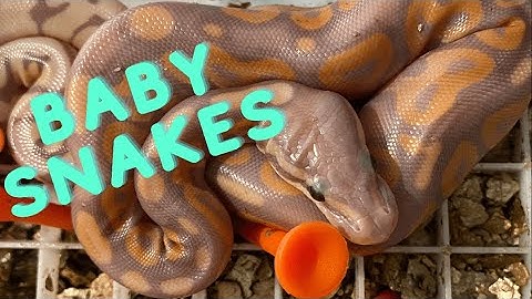 Ball python egg cutting