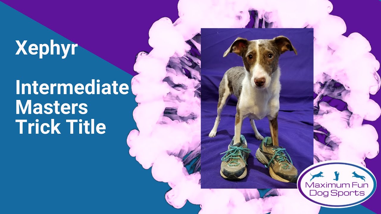 Xephyr Intermediate Masters Dog Trick Title
