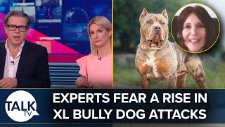 Why Are Experts Fearing A Rise In XL Bully Dog Attacks
