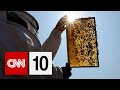 Bee Conservation and Tourist Attractions