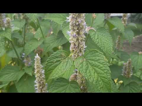 Video: Hyssop Planteinformasjon: Lær om forskjellige typer Agastache