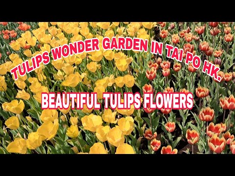 TULIPS FLOWERS 🌷 TULIPS WONDER GARDEN LAKE EGRET IN TAI PO HK.