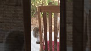 Squirrel And Bone