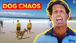 Dogs Causing Trouble On The Beach