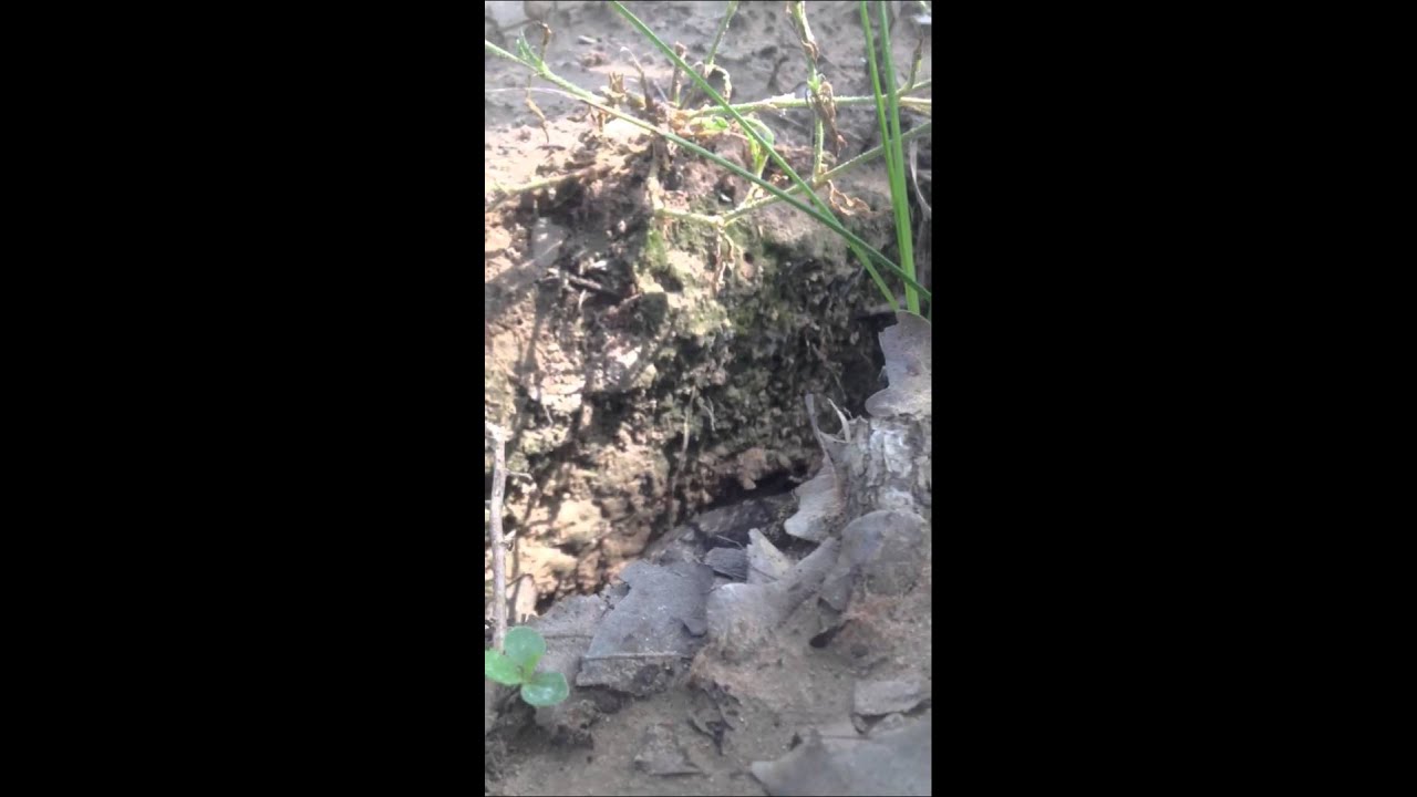 snake oil Texas Hognose snake