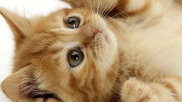 FangPvP (Need Of Staff!)