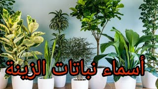 اسماء أجمل نباتات الزينة لحديقتك المنزلية | أسماء نباتات الزينة في الدول العربية