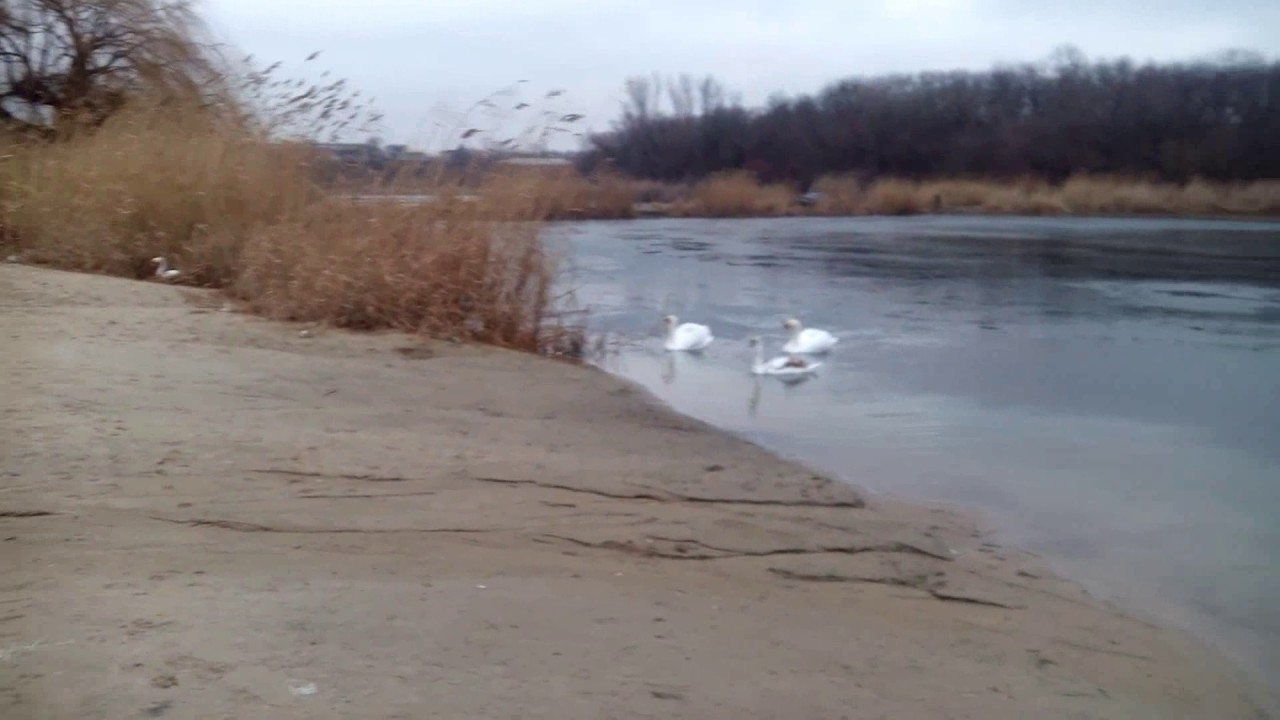 Уровень воды в реке кубань в краснодаре