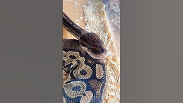 Loài Trăn Hay Con Nưa, Chúng Có Thật Sự Đáng Sợ ? #rongnammypethome #bosat #thinhhanh