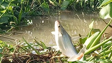 Câu cá thiên nhiên cá chim cá tra cá rô phi cá dảnh giật thật sướng tay