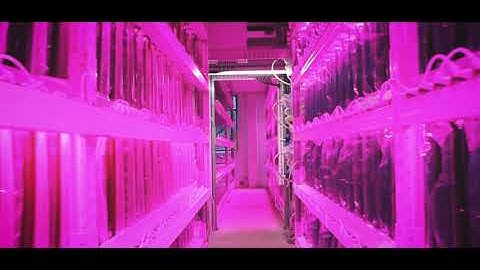 Vertical farming of high value microalgae