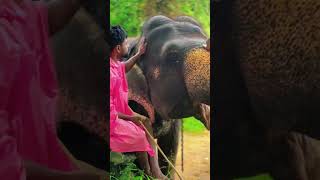 Elephant Plays with Soccer Ball ⚽🐘 #FunnyAnimals  #elephantconservation
