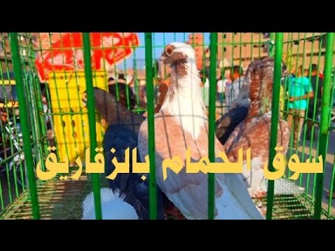 حلقة سوق الحمام بالزقازيق تعرف على الانواع والاسعار الجمعة ١٢ ٩ ٢٠٢٥