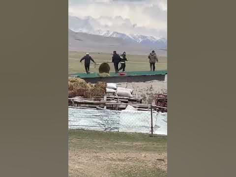Himalayan Brown Bear Attacks Humans at Drass Kargil Ladakh ||#ladakh #