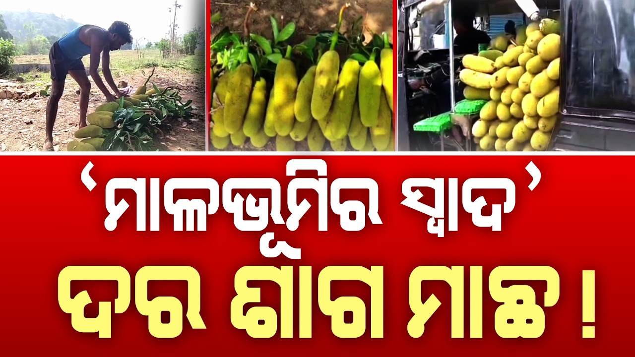 ‘ମାଳଭୂମିର ସ୍ୱାଦ’ - ଦର ଶାଗ ମାଛ ! | Rayagada | Jackfruit Farmers | Low Prices Despite High Demand