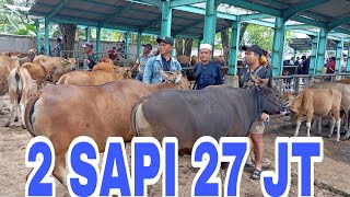 2 SAPI BALI 27 JUTA DI PASAR HEWAN PELAIHARI TANAH LAUT KALIMANTAN SELATAN