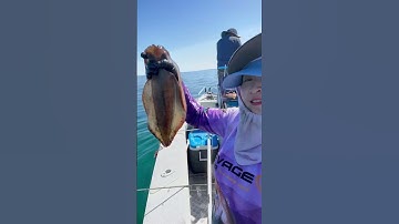 Đi tàu câu mực ở Úc: Mực Úc siêu to #caumuc #squidfishing #australia #uc #squid