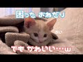 可愛い鳴き声でおねだりしてくるしらたま君…!