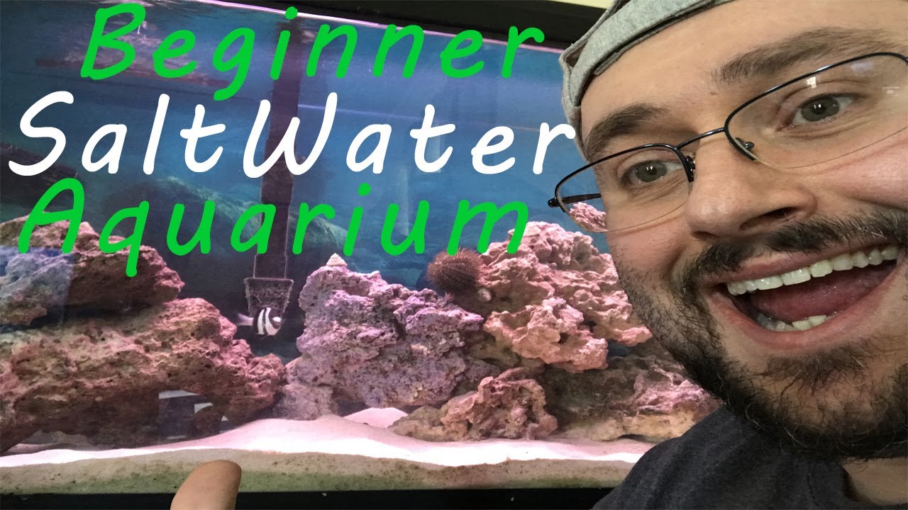 Beginner Saltwater Fish Tank Tour! Saltwater Aquarium YouTube