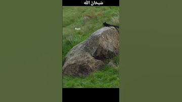 سبحانك يارب ... الي يعرف اسم القارئ يخبرنا