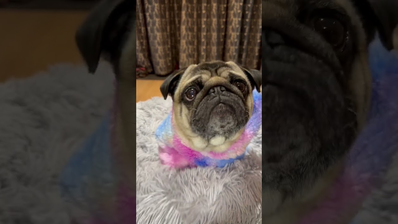 Pug Dog ❤️s Eating Blueberries 😋 