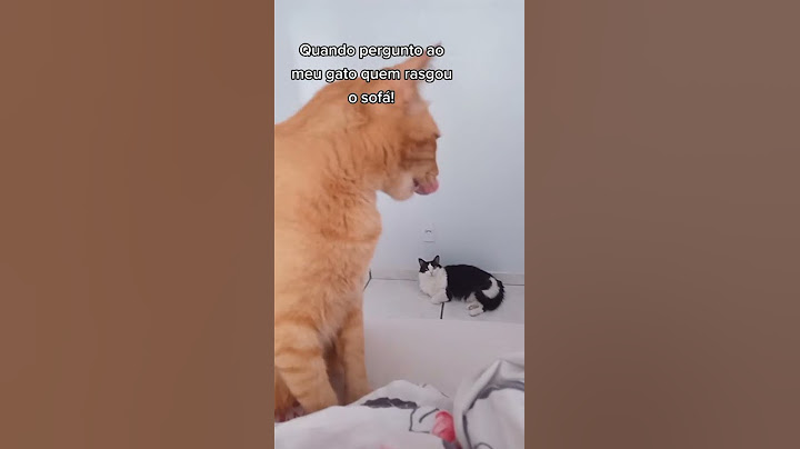 Quando o gato arranha o sofá!