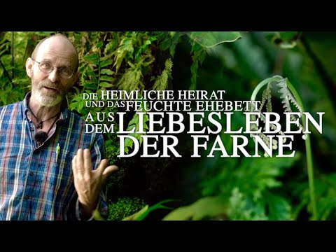 Video: Wo findet man Antheridien und Archegonien in Farnen?