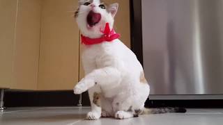 Cute Moment of the Baby Animals - |Cutie Animals|