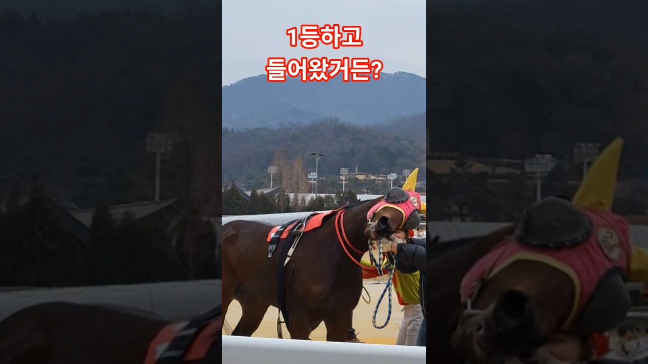 #하마대풍경#경마 #말 #달려라말 #shrots #horse