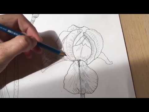 Vidéo: Comment Dessiner Un Iris