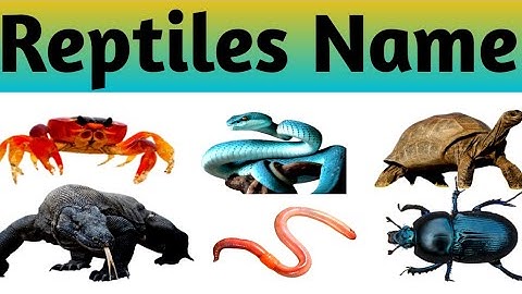 Reptiles Name | Reptiles Name in Hindi and English | Name of Reptiles #reptilesname #mathtabletv 