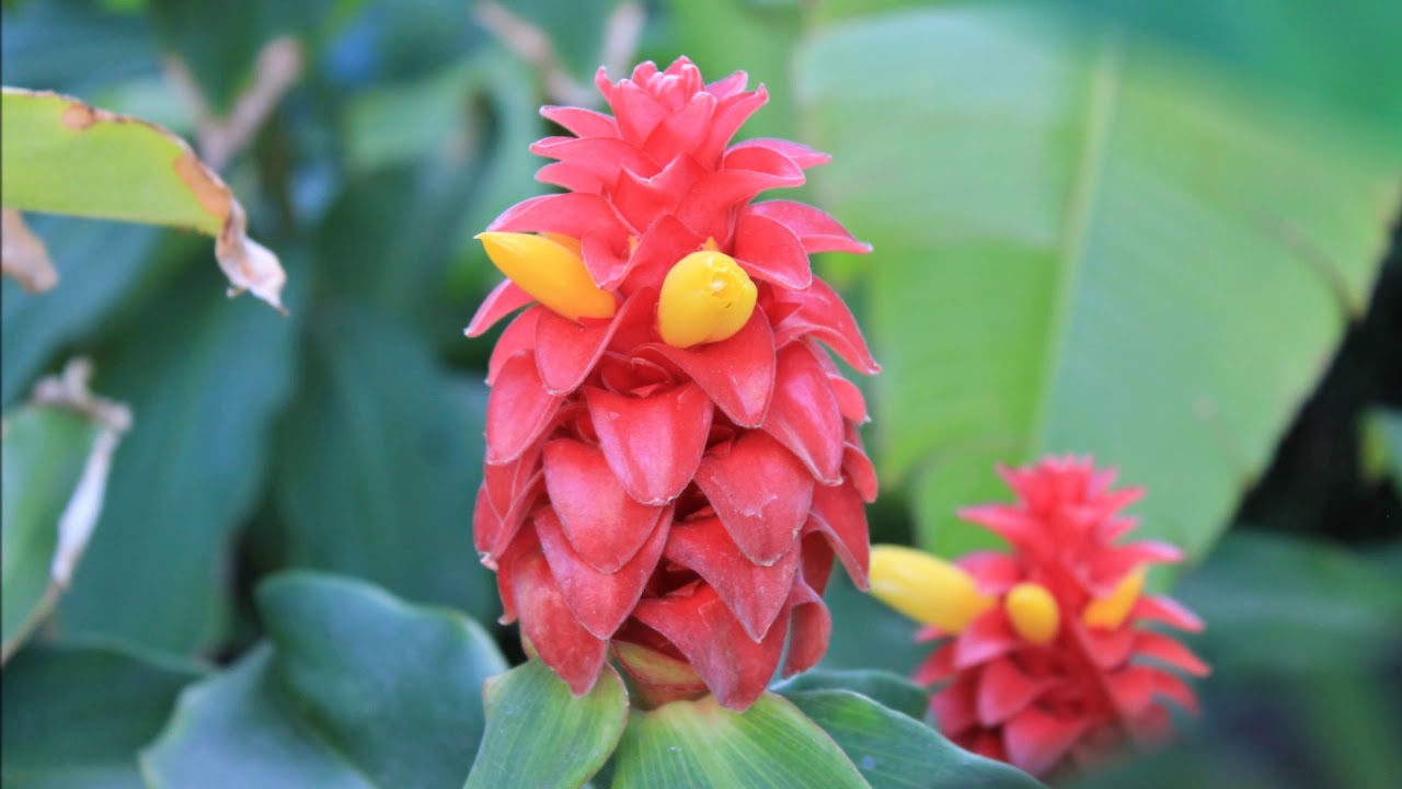 Disney Resort Anaheim Flowers, Foliage and Feathered Friends YouTube