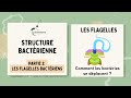 Ref:nIN8SD7bnaQ Structure bact�rienne   partie 2 : le flagelle bact�rien / mouvement, structure et r�le biologique