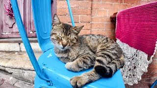 In stylish cafes, you usually share the outdoor seating with cats